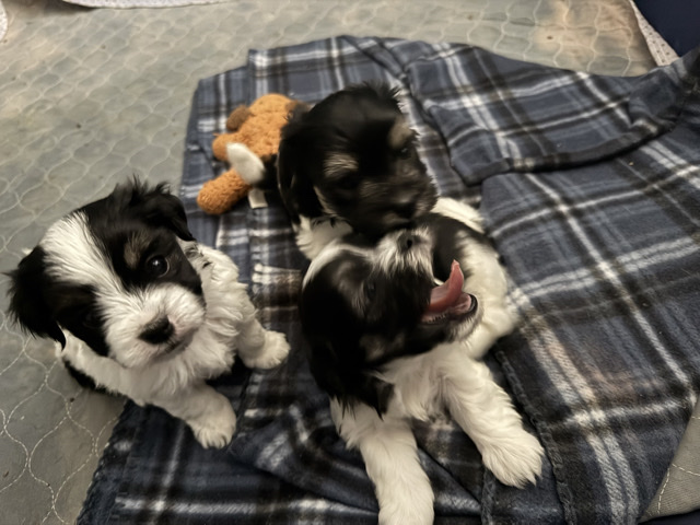 Maltipoo – maltipoos – Plano