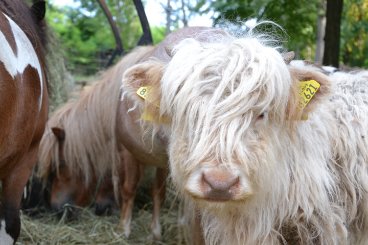 Extra small liliput scottish highland cattle pair