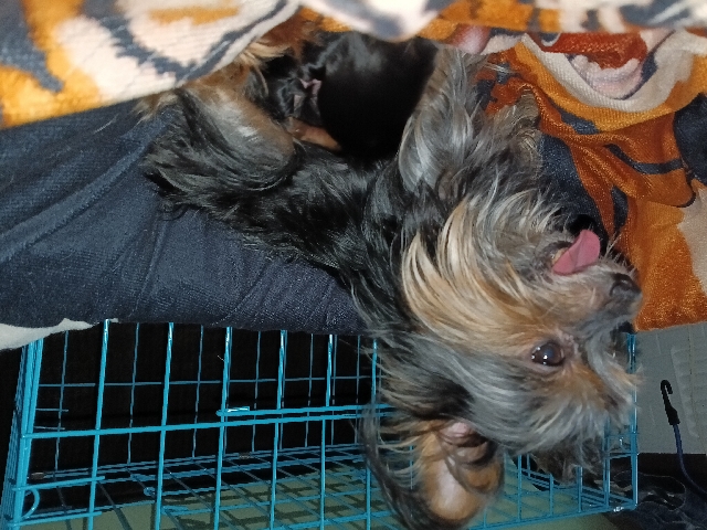 Yorkshire Terrier – Teacup teddy bear Yorkie – Greenville