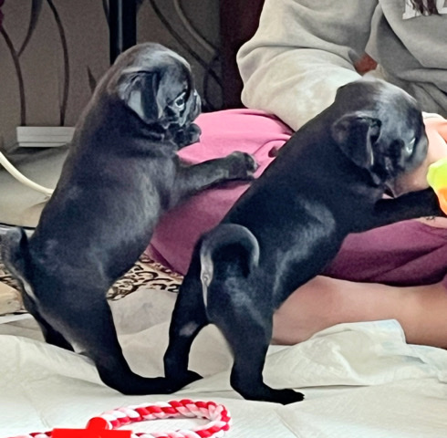 Pug – ready to go 6 beautiful kc registered pug puppies