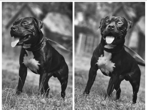 staffordshire Terrier Gonzo 3 jahre alt sucht neue Familie 