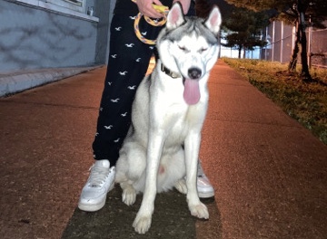Siberian Husky – selling a husky