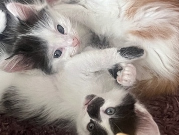 long haired kittens