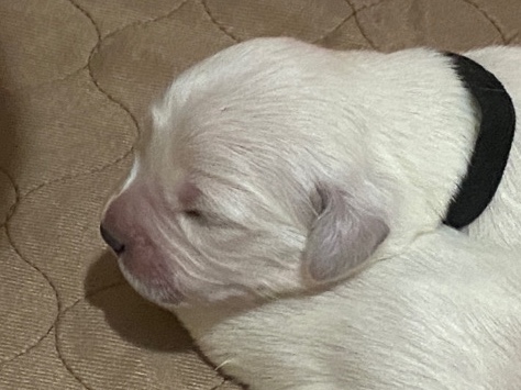 Golden Retriever – Golden Retriever - Miss Black