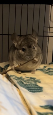 chinchilla – rehoming chinchilla