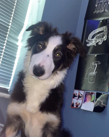 Border Collie – border collie