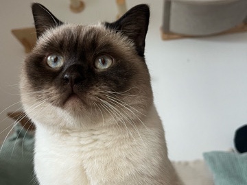 British Shorthair – BKH Kitten – Friedrichshafen