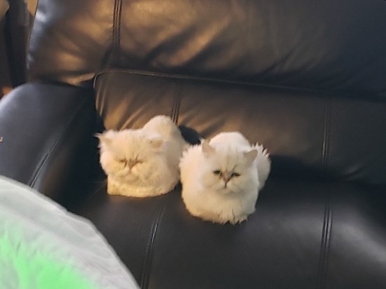 Persian (Modern) – Adult modern persian cats $*** both (brothers)