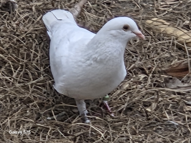 mixed pigeon – Saucier