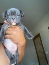 Staffordshire Bull Terrier – Bullies for sale