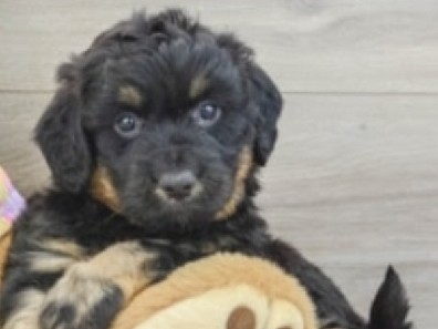 Australian Shepherd – Mini Aussie Doddle – Riverview