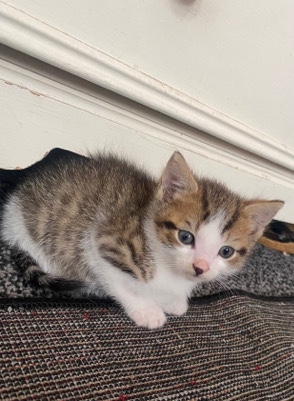 Russian White, Black and Tabby – cute kittens