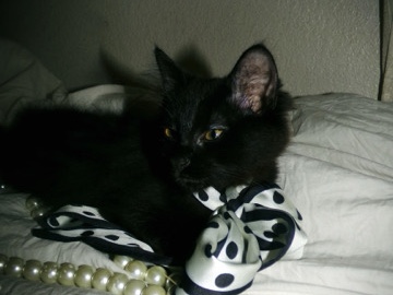 Pawleen needs a new home – Tracy