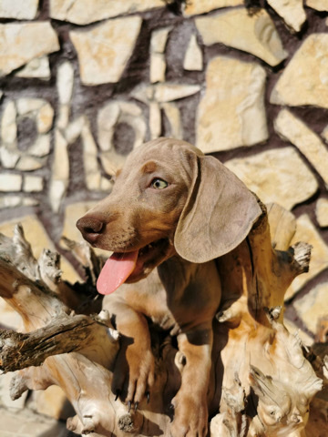 Dachshund – Puppy for sale