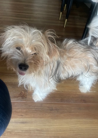 Rehoming Shorkie