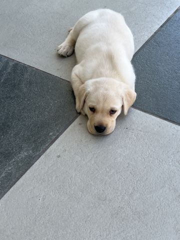Labrador Retriever – Labrador