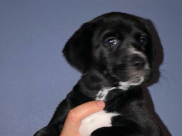 Dalmatian – Dalmatian/husky puppies – Renton
