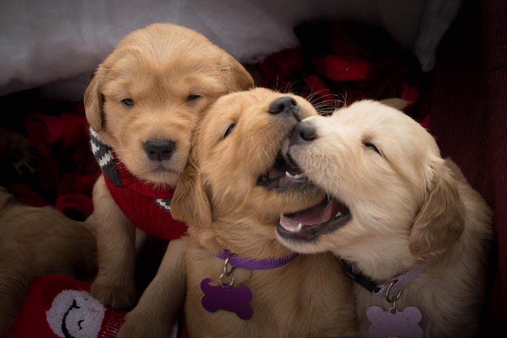 Golden Retriever – Golden Babies