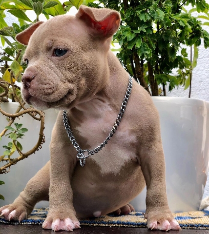 Bulldog – male bully