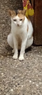 Bengal – free sweetie cat
