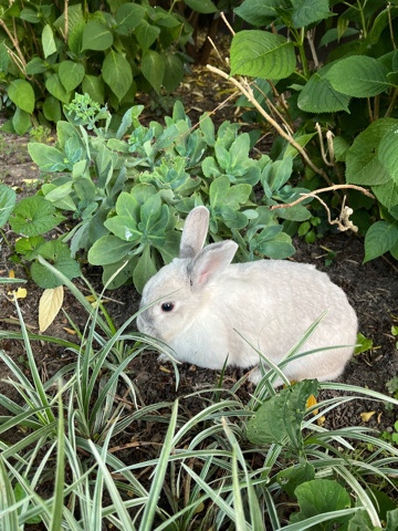 Silver – Rabbit for sale.