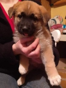 German Shepherd – greman shepard puppies ready for forever home