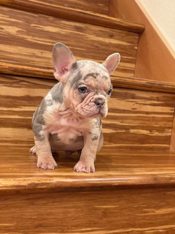 French Bulldog – purebred French bulldog puppies
