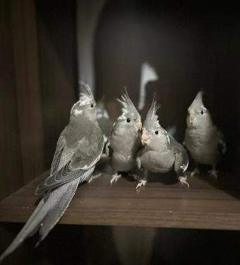 baby cocktaiels 