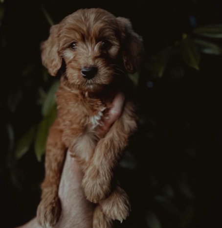 Golden Retriever – F1 Golden Doodles