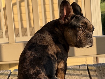 French Bulldog – Blue Merle Frenchie – La Grange