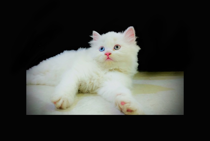 Persian (Modern) – Royal cats