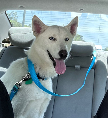 Siberian Husky – Husky Pyreneese mix