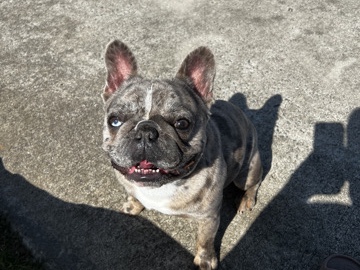 French Bulldog – 1-Year-Old French Bulldog for Sale – Loving Home – Aiken