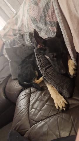 German Shepherd – 8 month old German shepherd