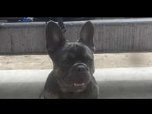 French Bulldog – frenchie