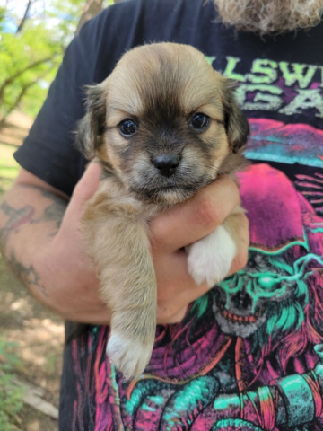 Chinese Crested Dog – Chinese Crested x Lhasa Aspo Mix Pup