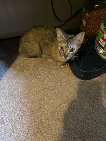 cat rehoming