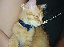 Maine Coon – selling cute kitten