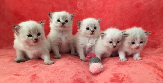 Ragdoll – ragdoll kittens