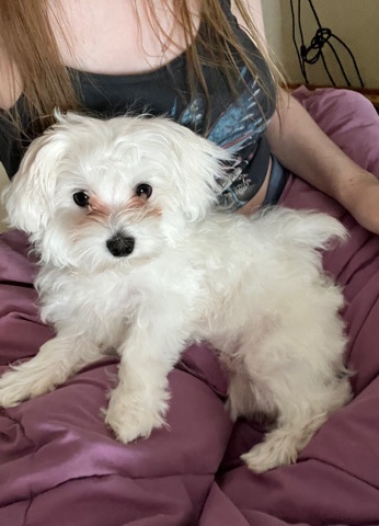 Maltese – Purebred Male Maltese Puppy for Sale