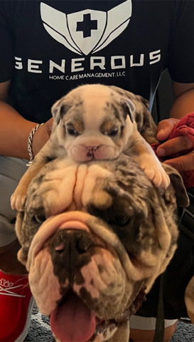 Bulldog – English Bulldog