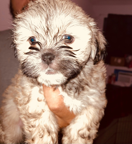 Shih Tzu – shitzu