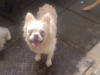 French Bulldog – 2 yr old male fluffy frenchie – Birmingham