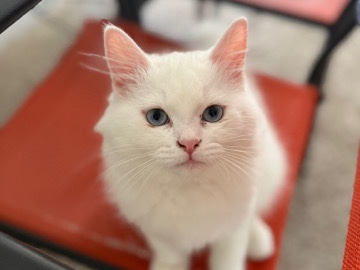 Turkish angora kıtten