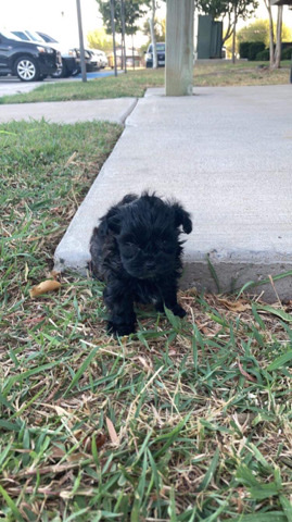 Poodle – miniature poodles