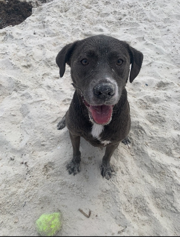 Labrador Retriever – Lab/Pit mix