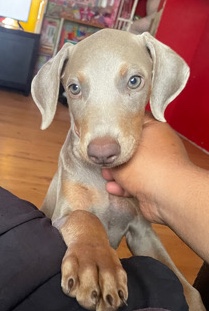 Doberman puppy