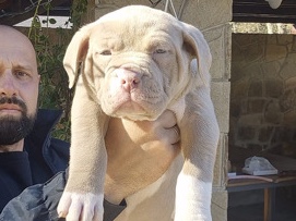 American Bully XL/XXL – Svidník