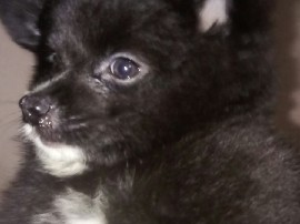 Pomeranian – pure pomeranian – Thiruvananthapuram