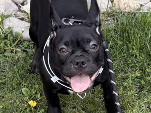 French Bulldog – six months old – San Jose